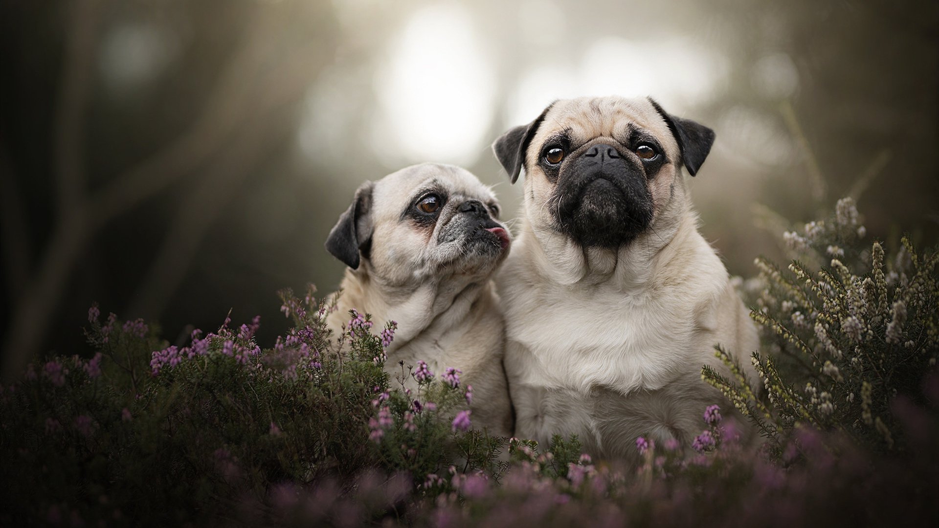 “中国女足在国际赛场上不断突破”,请问中国女足