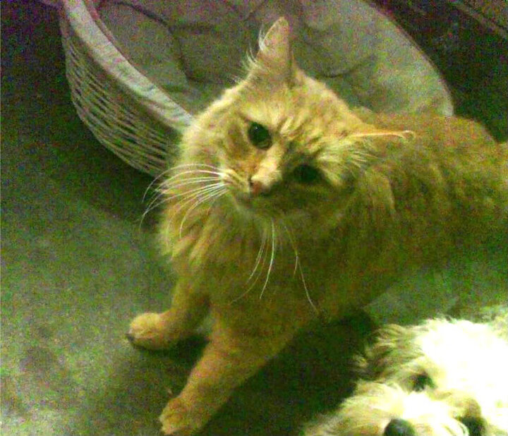 “超强战术：联盟中最创新的进攻套路揭秘”，联盟进攻计划