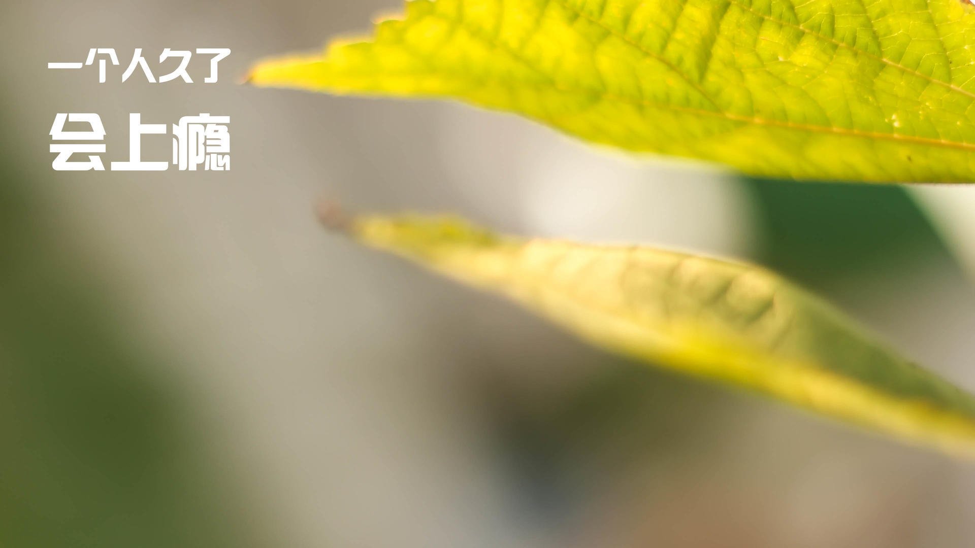 开云体育首页-【潜力新星的崛起】未来之星铺就辉煌道路，未来之星即将诞生