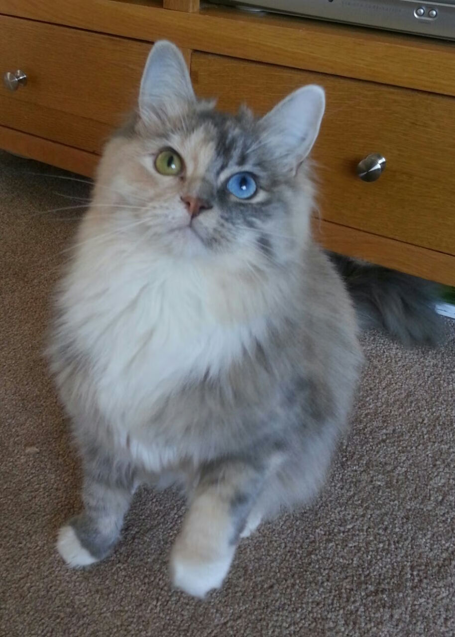 【比赛节奏优化】数据支持的“快节奏”战术应用对比，快节奏高效率