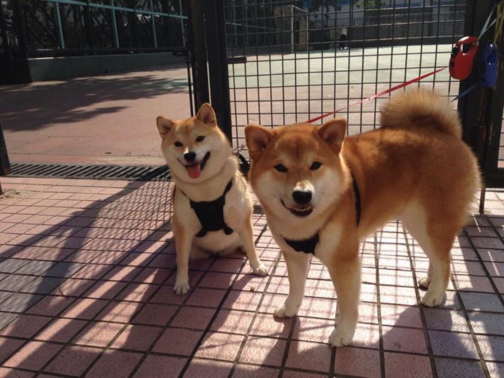 【运动员访谈】奥沙利文谈比赛中的罚分与犯规应对,奥沙利文享受比赛
