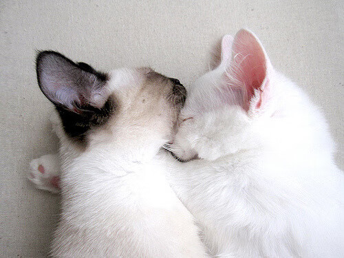 开云体育保障-主帅亲承：西班牙未来仍值得期待，西班牙2027年