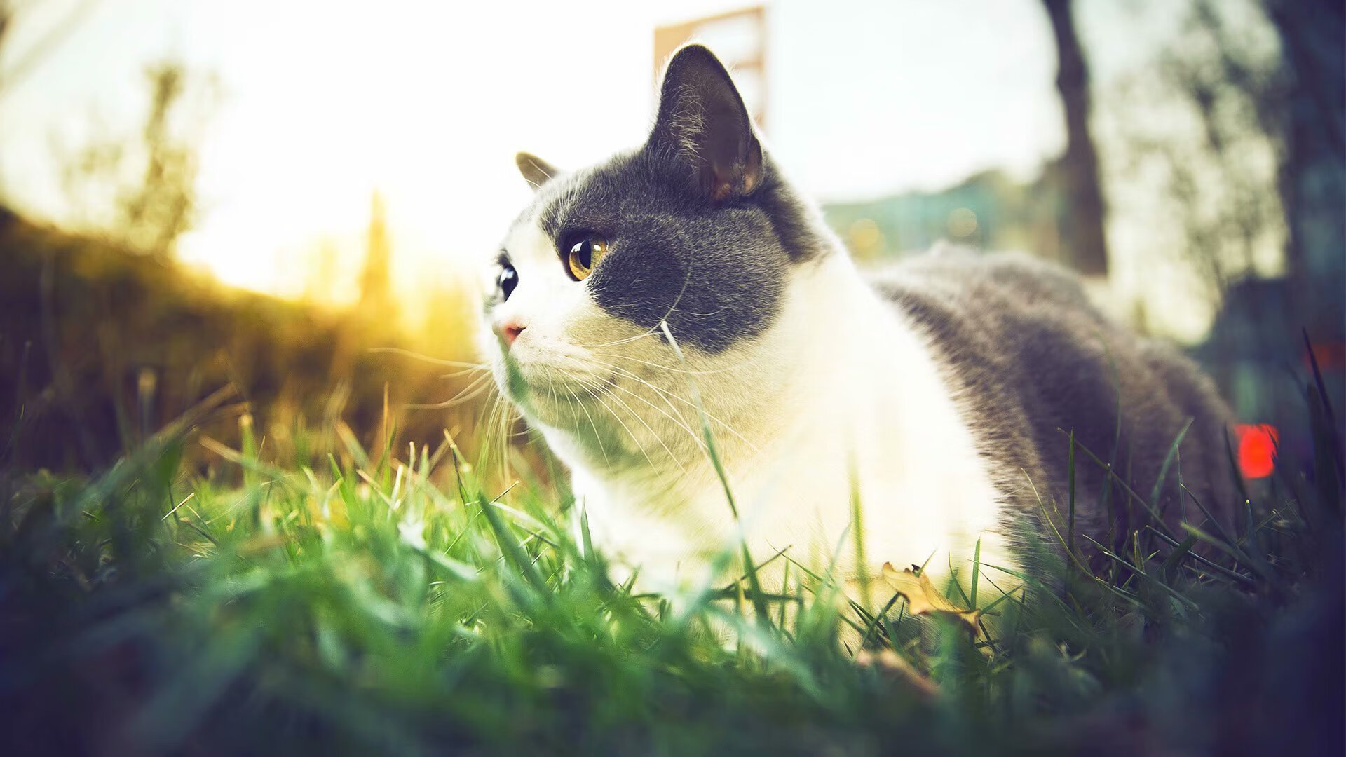 巴萨青训出产新星，未来可期，巴萨青训梯队