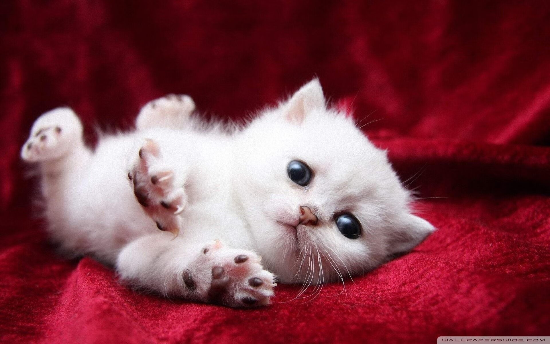 布鲁诺·卡博克洛成为NBA新一代领军人物，nba布鲁诺卡波洛克