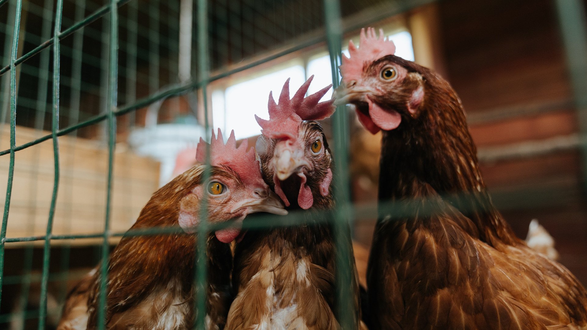 开云下载-荷兰骑手 Dinja van Liere 在巴黎奥运会盛装舞步比赛中获得第六名，展现出色表现。