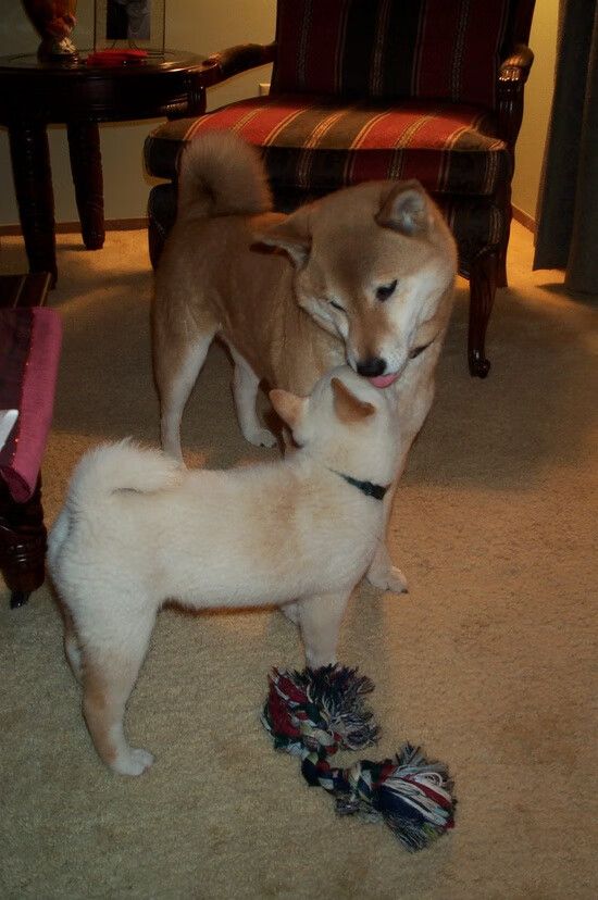 足球主题漫画连载吸引大批青少年读者，足球主题漫画手抄报