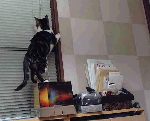 中国马术骑手获巴黎奥运积分，障碍赛表现惊艳，中国马术冠军骑手有哪些