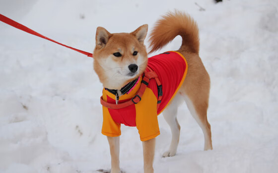 kaiyun-切尔西-战平马竞，争夺小组头名悬念，切尔西vs马竞阵容