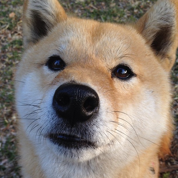 切尔西女足参加慈善比赛公益活动，切尔西女足夺冠