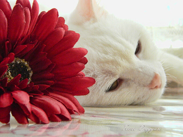 俱乐部多元化：体育之外的跨界合作路径，体育俱乐部现状分析