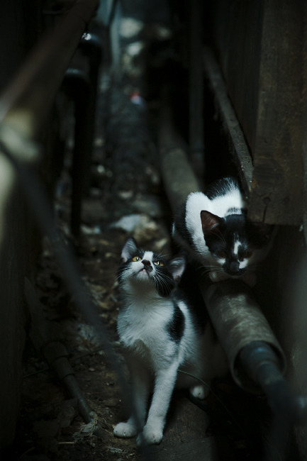 篮球运动员专项技能提升路径研究，篮球运动员专项训练